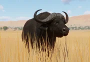 African Buffalo