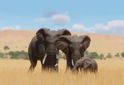 Afrikanischer Elefant