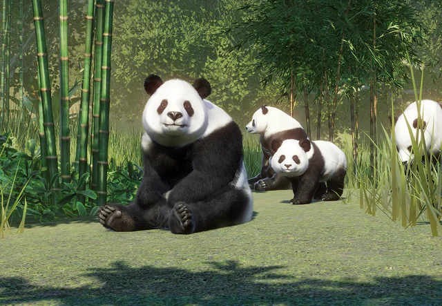 Pandas pândegos