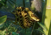 Anaconda jaune