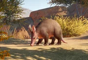 Aardvark