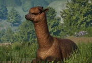 Alpaca