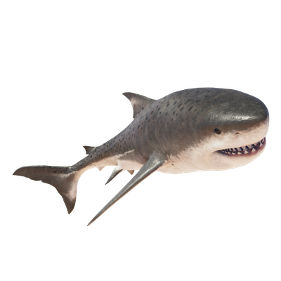 O. megalodon