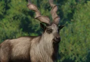 Markhor