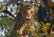 Afrikanischer Leopard