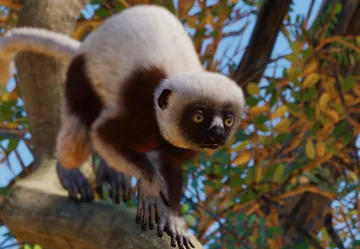 Coquerels kroonsifaka