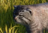 Manul