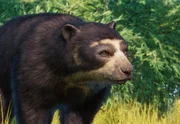 Spectacled Bear