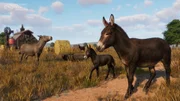 Planet Zoo: Console Edition - Barnyard Pack - Screenshot 03