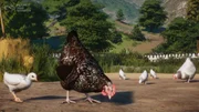 Planet Zoo: Console Edition - Barnyard Pack - Screenshot 09