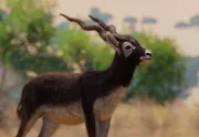 Antilope cervicapre