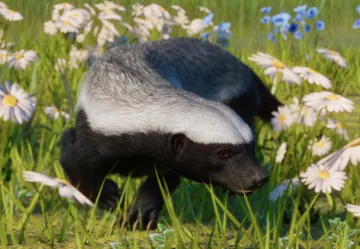 Honey Badger