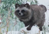 Japanse wasbeerhond