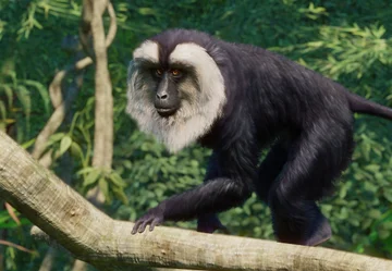 Lion-Tailed Macaque
