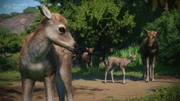 Asia Animal Pack - Announce - Screenshot 03