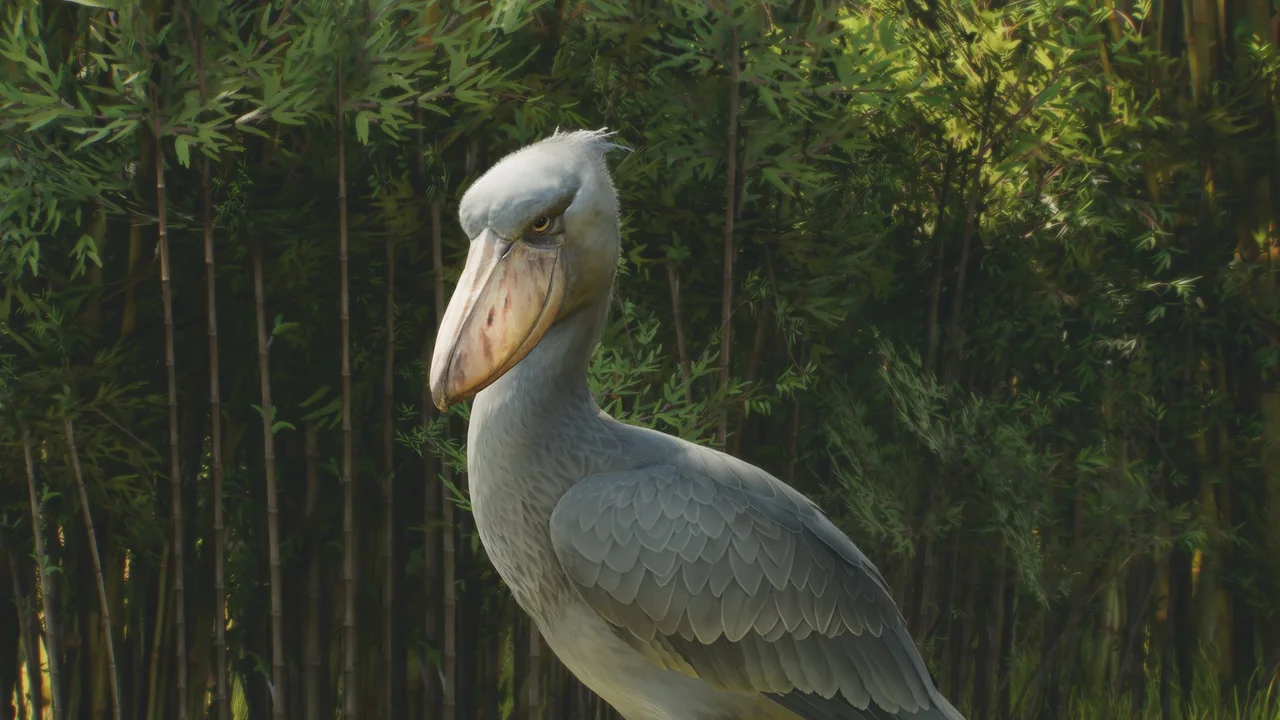 Creature Feature: Aviaries