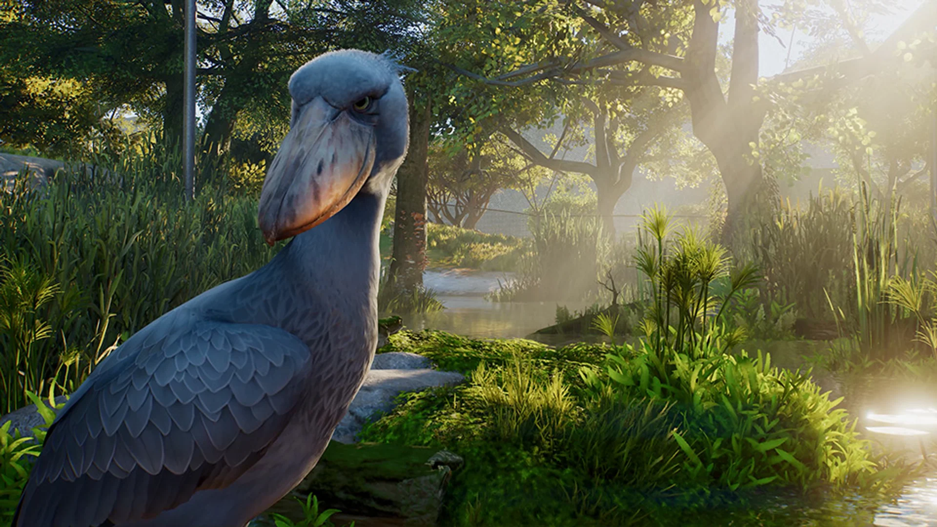 Animal Spotlight - Shoebill
