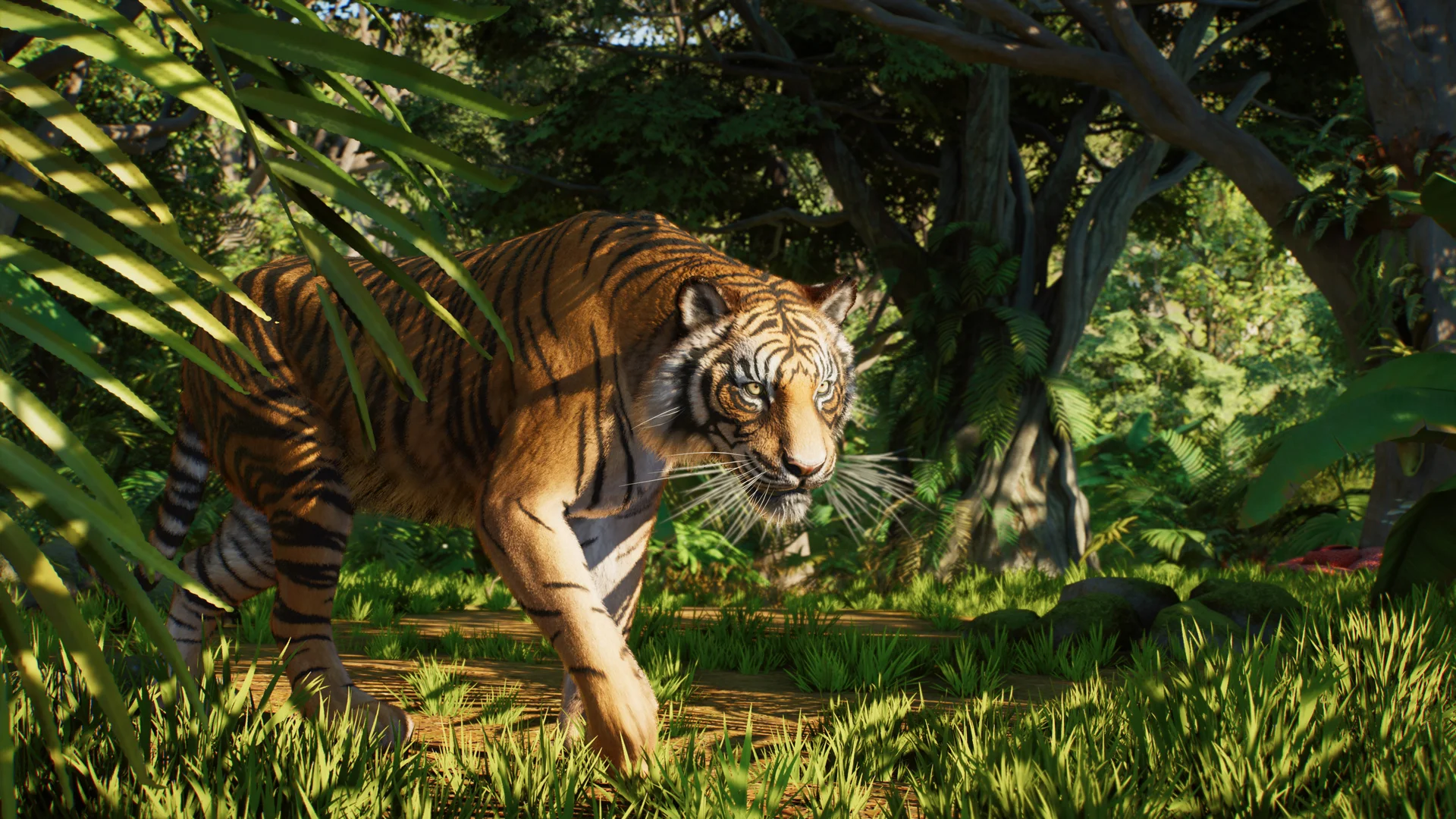 Discussion avec les soigneurs – Tigre de Sumatra
