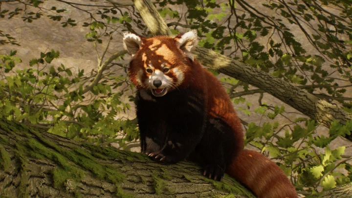 Keeper Talks - Red Panda