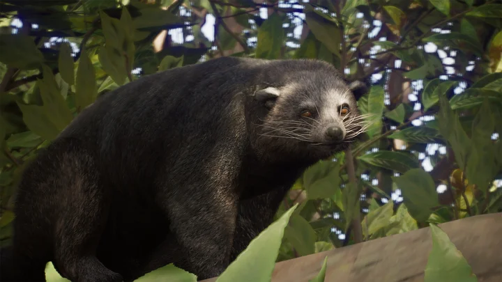 Binturong Reveal