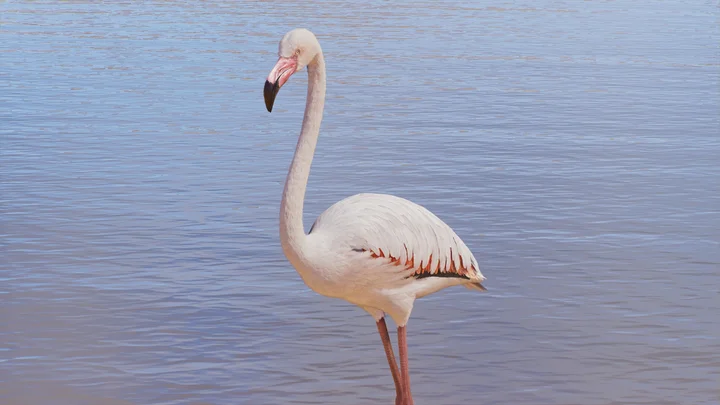 Keeper Talks - Greater Flamingo