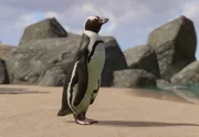 African Penguin