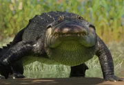 Alligator d'Amérique