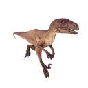 Velociraptor