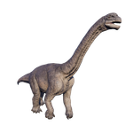 Camarasaurus