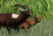 Nile Lechwe