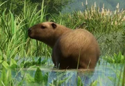 Capybara