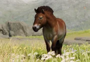 Przewalski's Horse