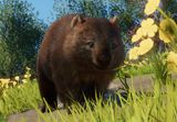 Common Wombat