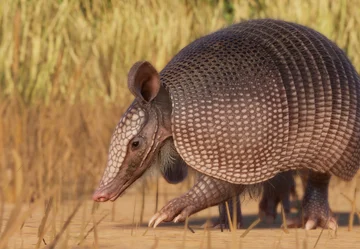 Nine-Banded Armadillo