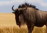 Blue Wildebeest