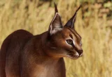 Caracal