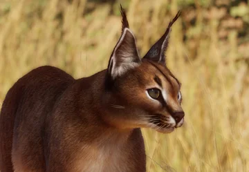 Caracal