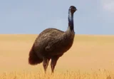 Emu