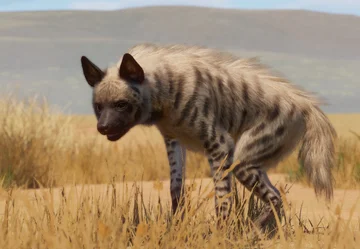 Gestreepte hyena