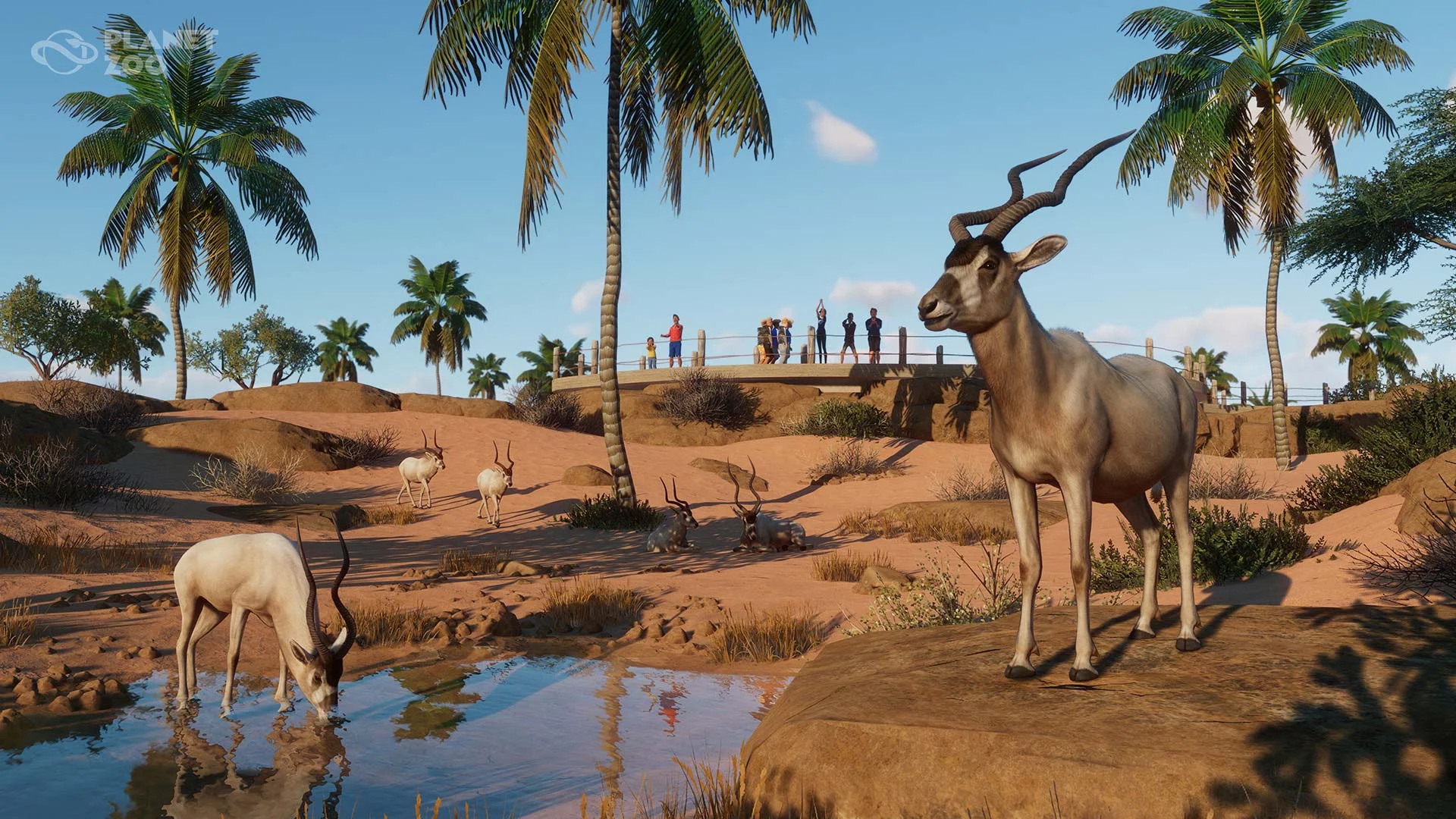 Addax bathing in their enclosure