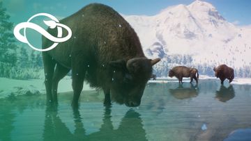 Eurasia Animal Pack - Announce Trailer