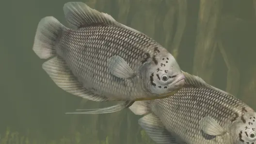 Giant Gourami in Planet Zoo 2