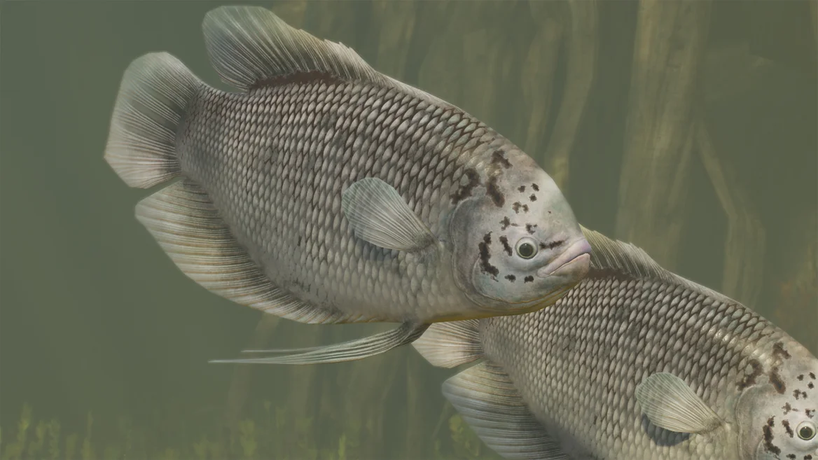 Giant Gourami