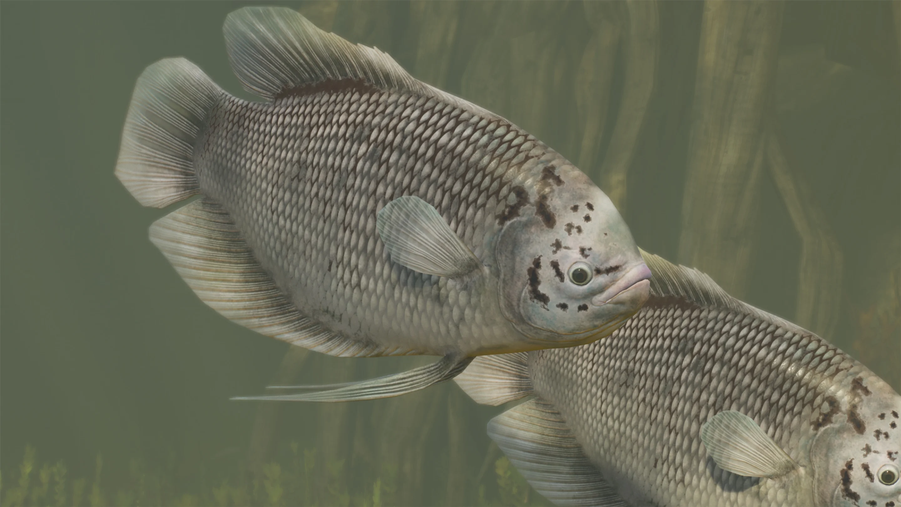 Giant Gourami