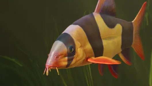 Clown Loach in Planet Zoo 2