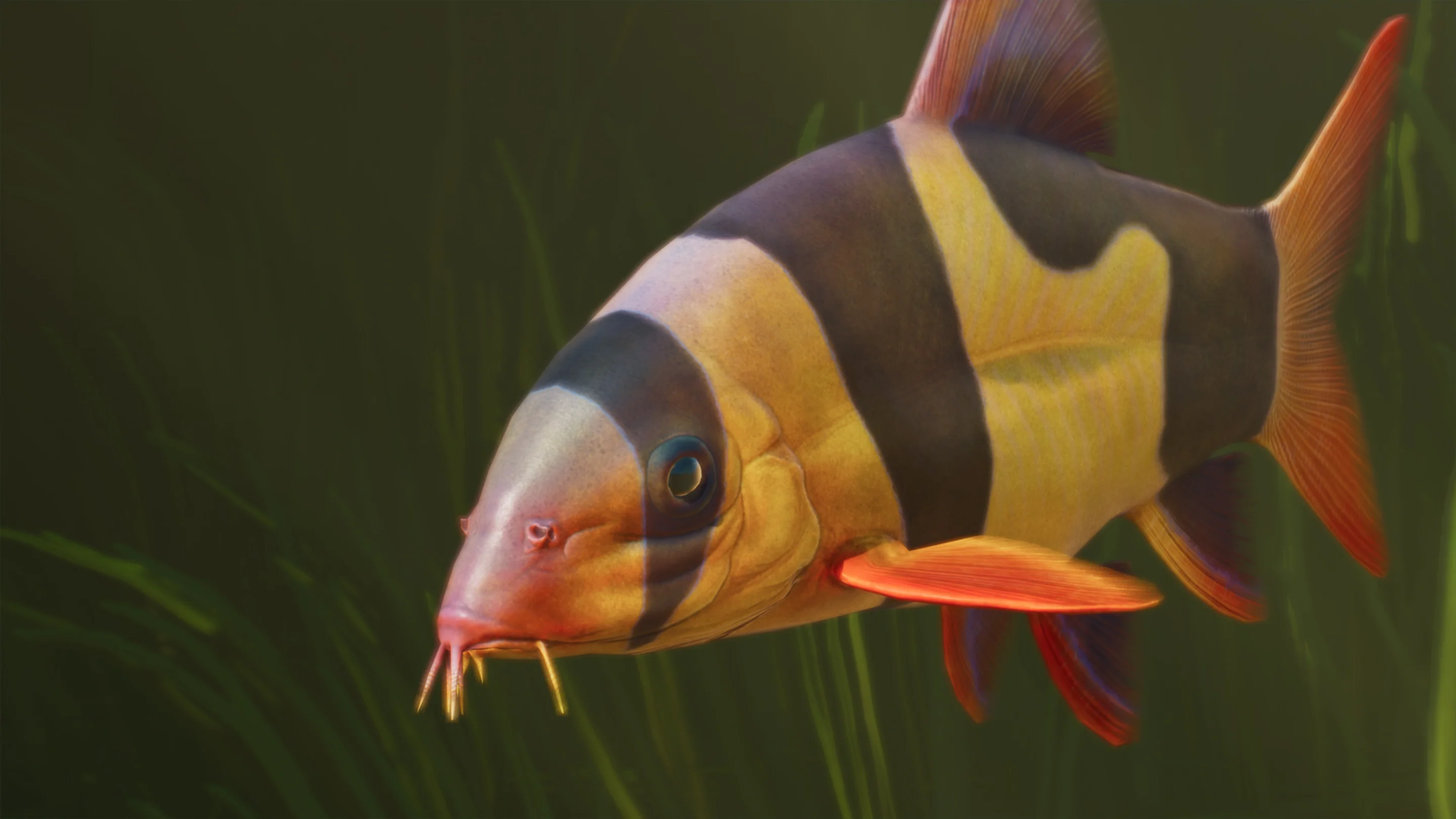 Clown Loach