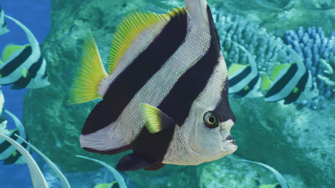 Poisson-cocher grégaire