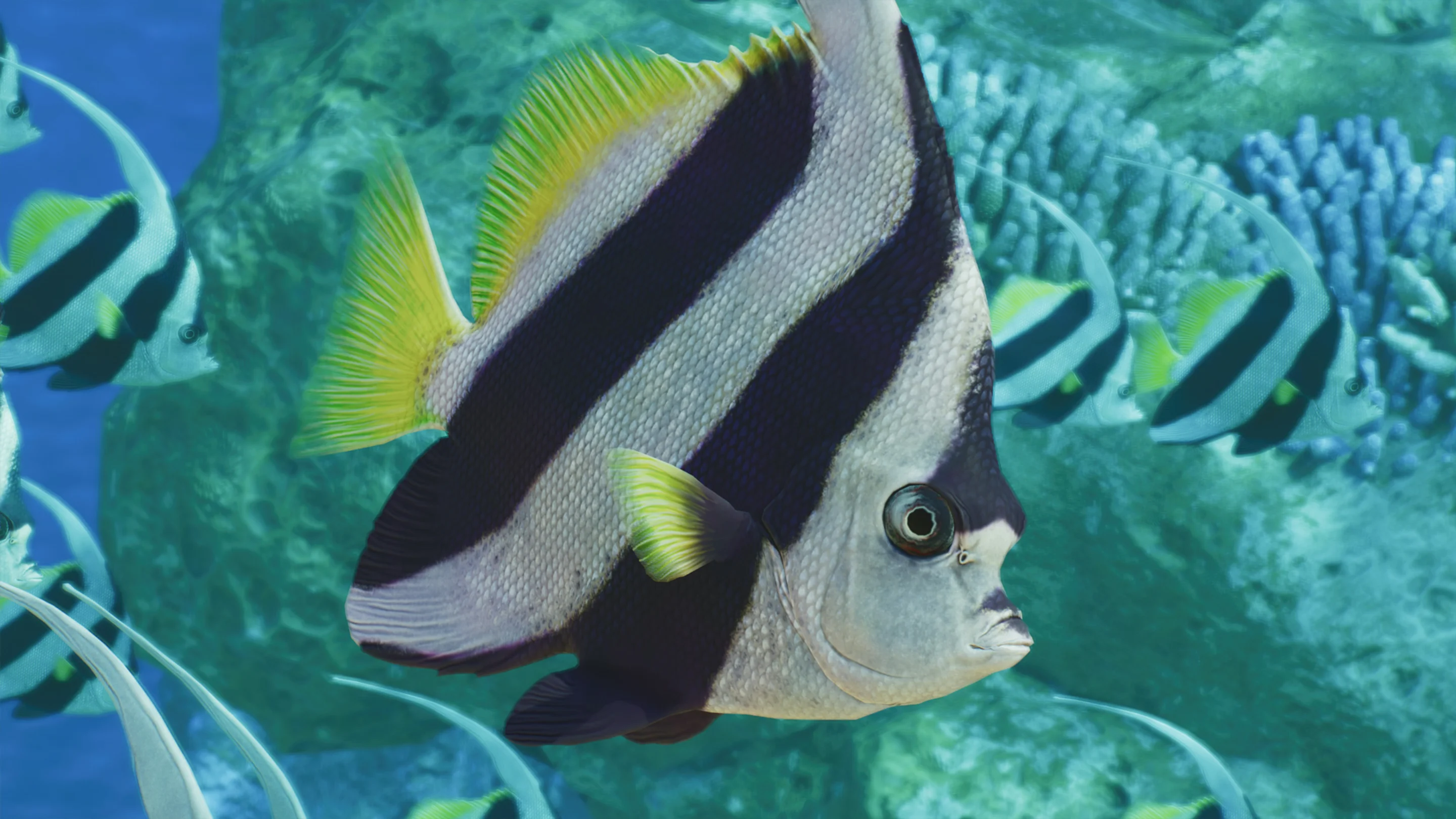 Schooling Bannerfish