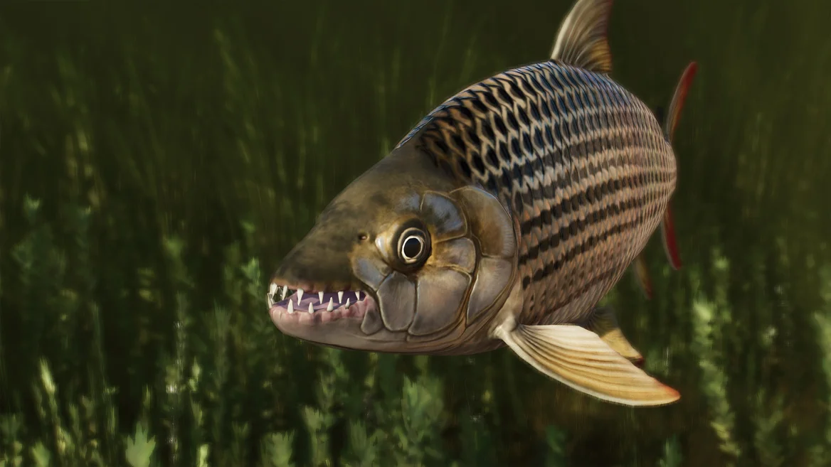 Poisson-tigre africain