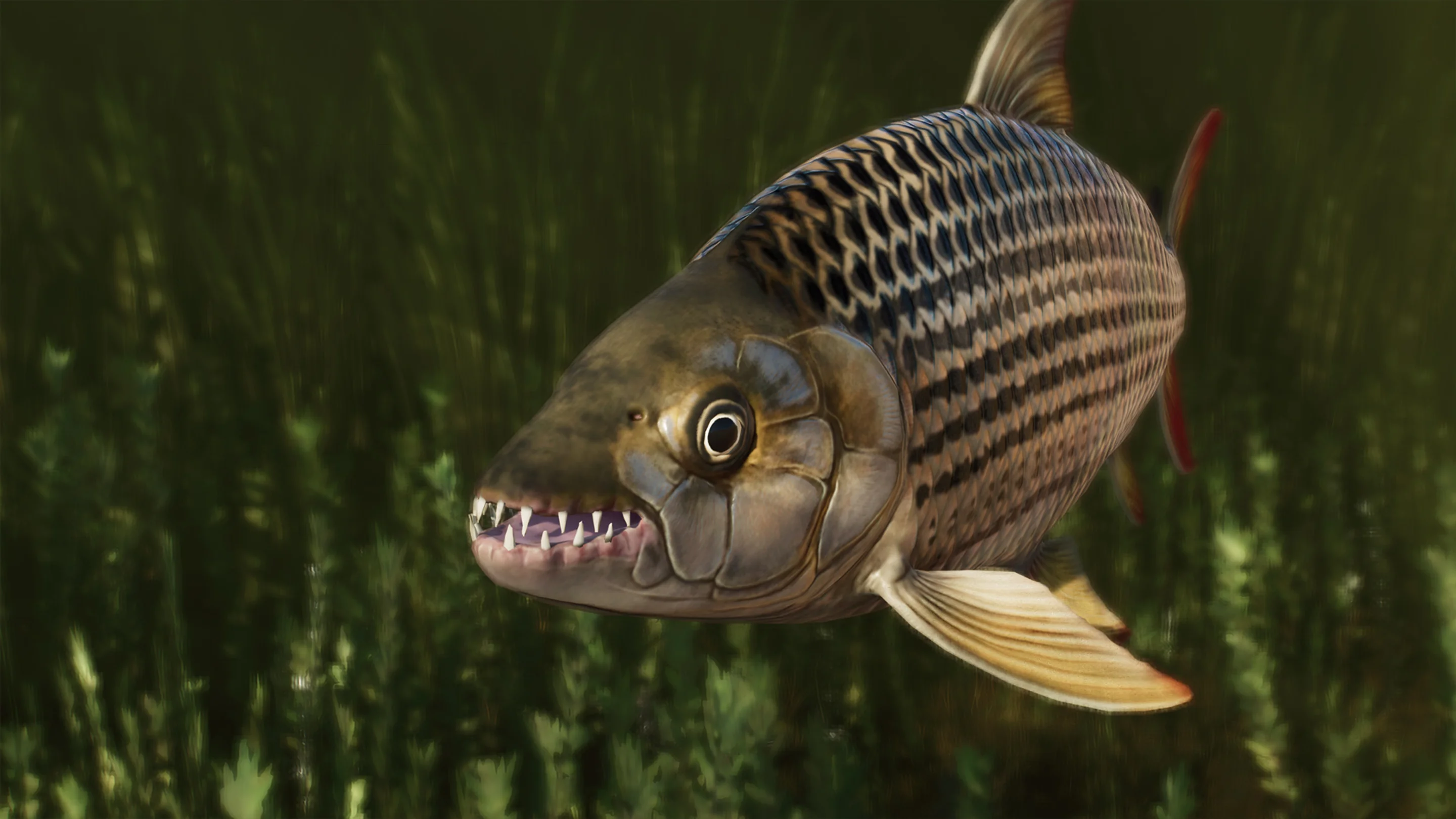 African Tigerfish